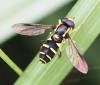 Philhelius sp.